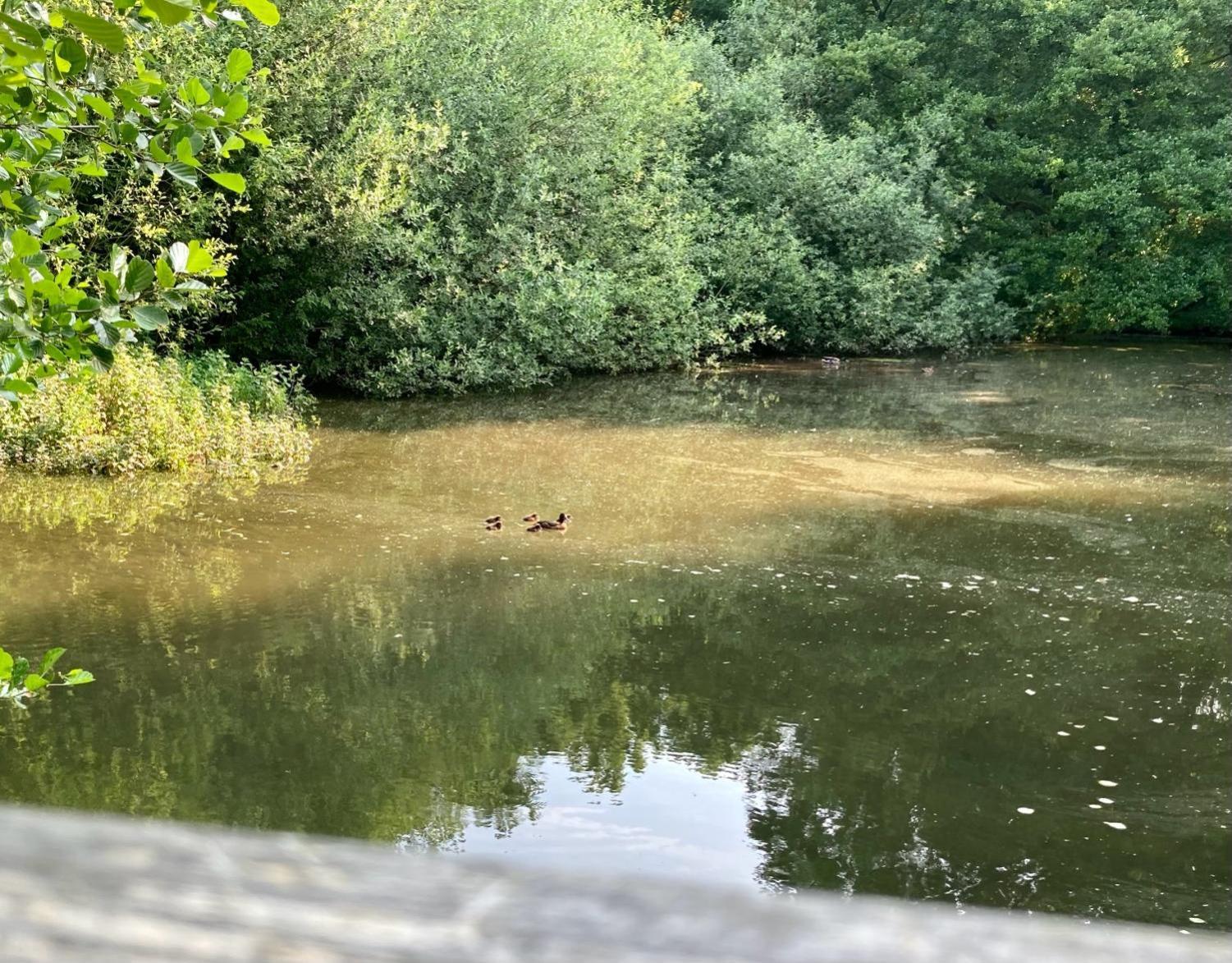In Der Wassermuehle Melle Dış mekan fotoğraf